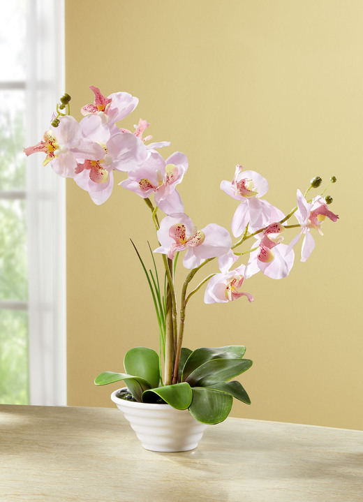 - Orchidee im Topf, in Farbe ROSA-GRÜN