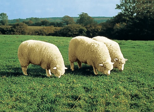 Bettumrandungen - Bettumrandung aus echtem Lammfell in Tierform, in Farbe NATURWEISS Ansicht 1