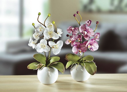 Orchideen, 2er-Set