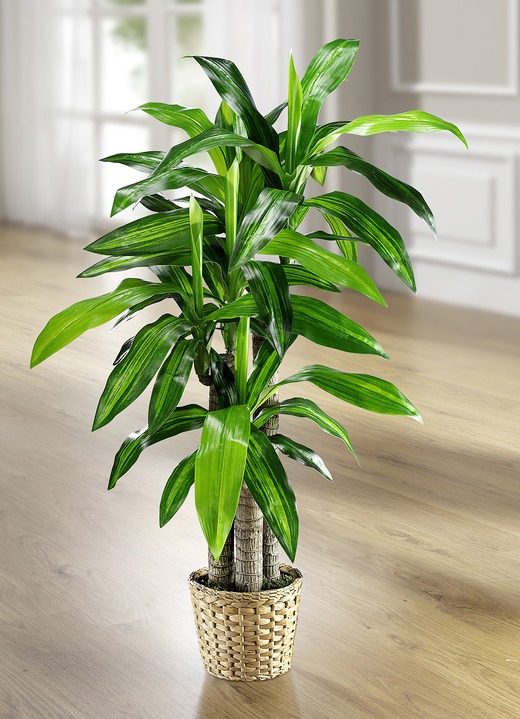 - Dracena-Palme, in Farbe