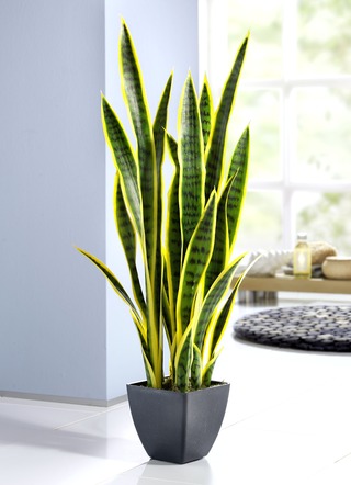 Sansevieria im Topf