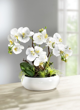Orchidee im Keramik-Topf