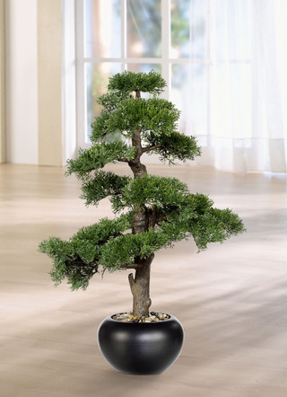 70 cm hoher Zeder-Bonsai