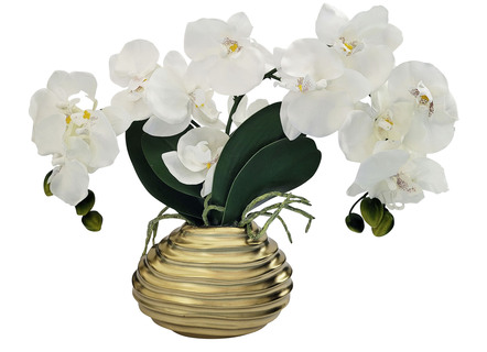 Orchidee in Vase