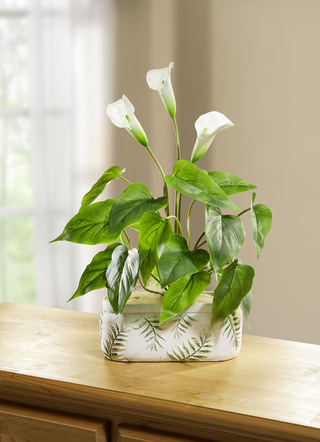 Calla-Gesteck im Keramiktopf