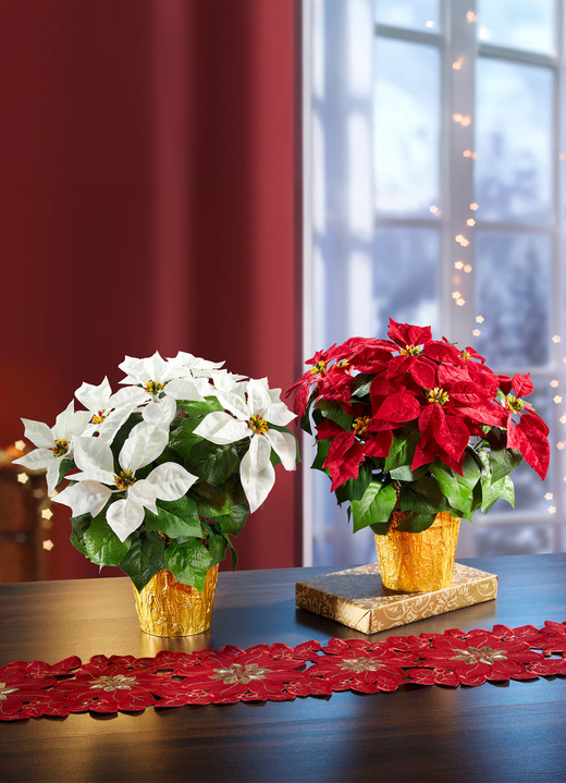 Gestecke & Kränze - Weihnachtsstern im Topf , in Farbe WEISS