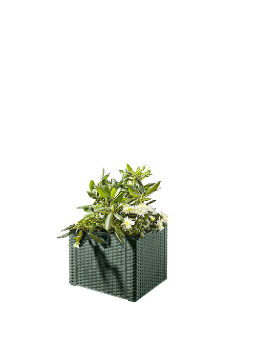 Blumentöpfe & Pflanzgefäße - Pflanzkasten in Rattan-Optik  , in Farbe GRÜN, in Ausführung Pflanzkasten, klein ohne Spalierwand Ansicht 1