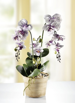 Orchidee im Topf