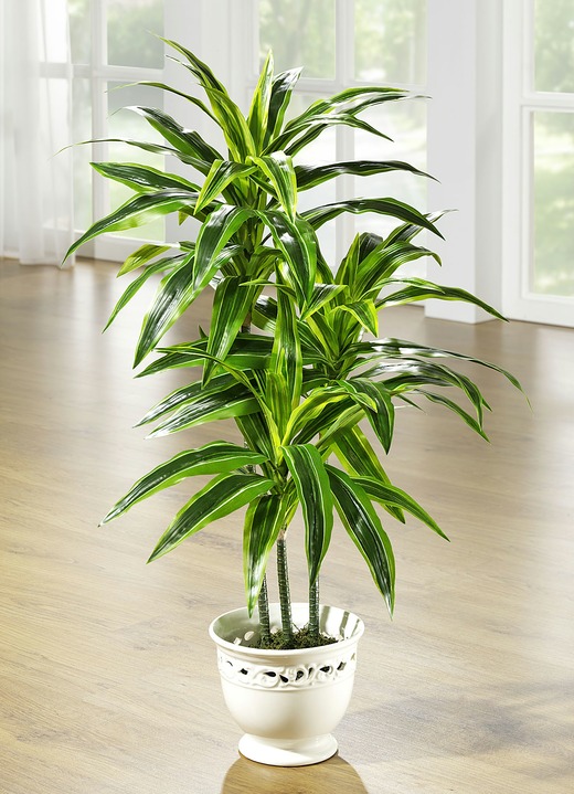 Kunst- & Textilpflanzen - Dracena-Palme im Topf, in Farbe , in Ausführung groß