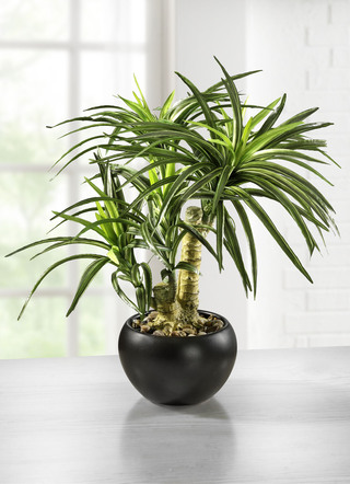 Yucca-Bonsai im Topf aus Keramik