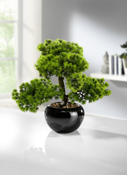 - Lärchen-Bonsai, in Farbe GRÜN