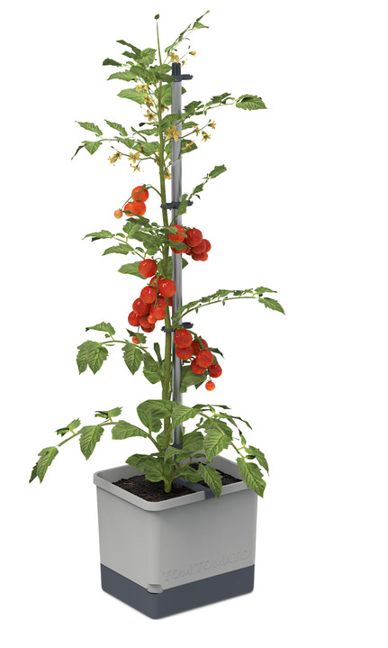 Blumentöpfe & Pflanzgefäße - Gusta Garden Tom Tomato mit Bewässerungssystem, in Farbe GRAU Ansicht 1