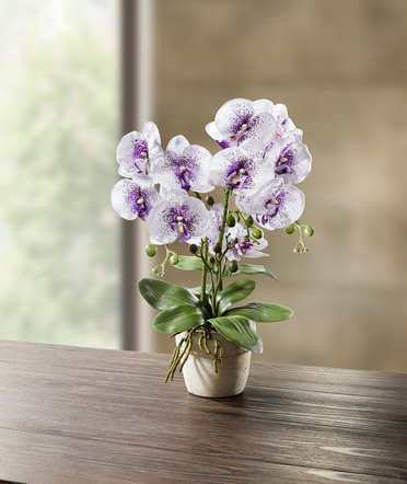 Orchidee im Topf