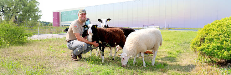 Sch&auml;fer mit seinen Schafen