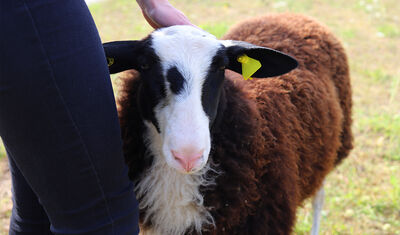 Braunes Schaf mit wei&szlig;em Gesicht, das gekrault wird
