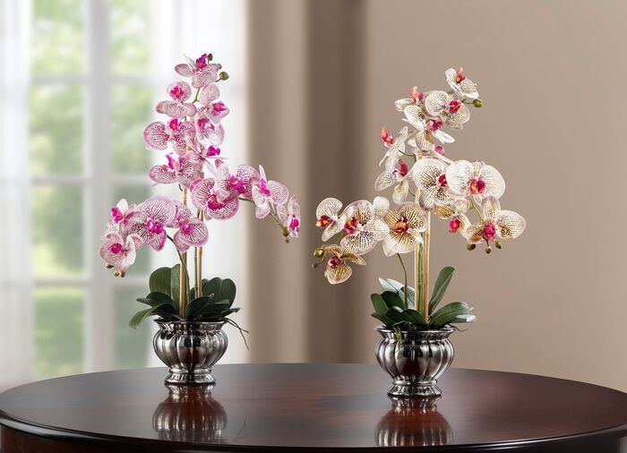 Farbenpr&auml;chtige Orchidee im Topf ROSA