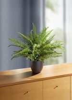 Schwertfarn im Topf 