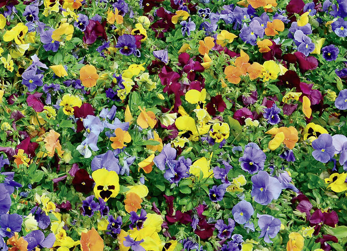 Starlyf Blumensamen-Matte