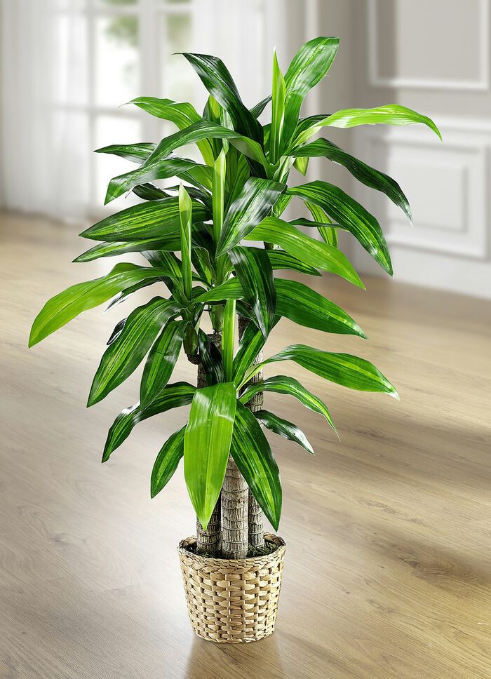 Dracena-Palme 