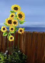 XXL-Solar-Sonnenblumen 