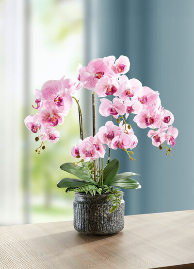Orchideen-Gesteck im Topf  Orchideen-Gesteck im Topf