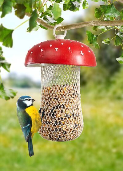 Futterstelle Fliegenpilz 