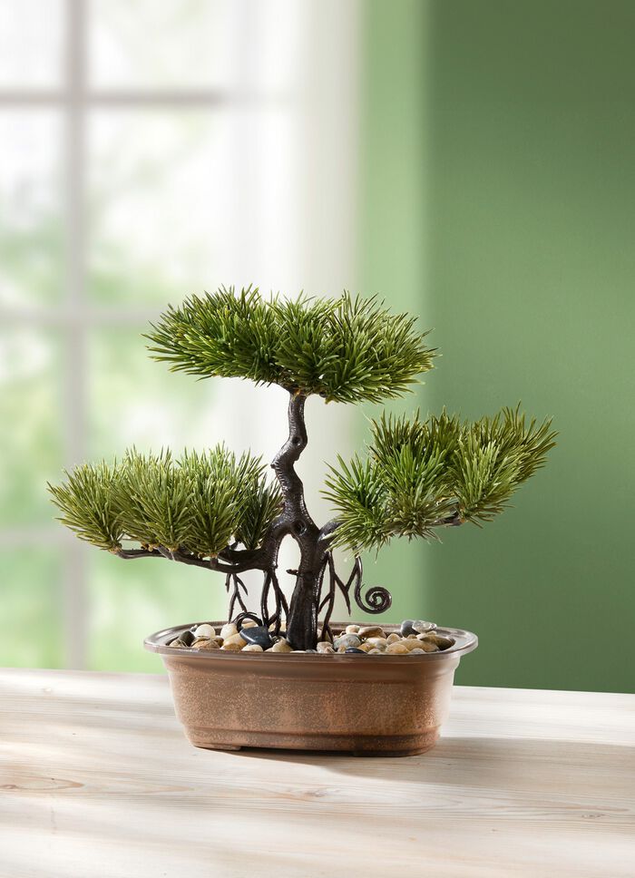 Fern&ouml;stlicher Bonsai 