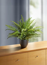Schwertfarn im Topf 