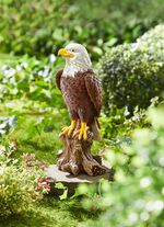 Wei&szlig;kopf-Seeadler 