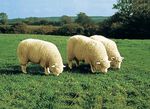 Wohlig weiche Lammfell-Sesselschoner ANTHRAZIT