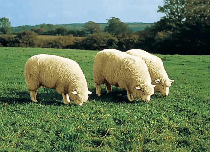 Wohlig weiche Lammfell-Sesselschoner ANTHRAZIT