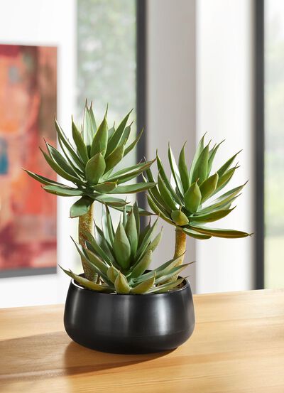 Agave in Kunststofftopf 