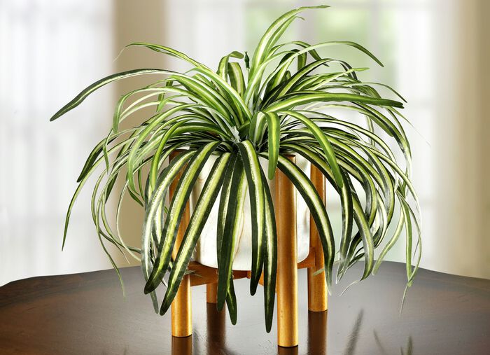 Gr&uuml;nlilie im Gestelltopf 