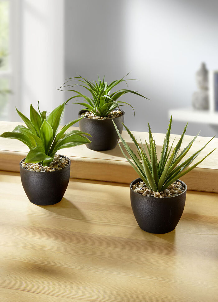 Sukkulenten im Topf, 3er-Set 