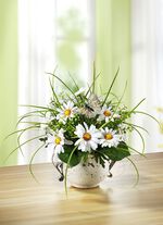 Margeriten-Gesteck im Topf 