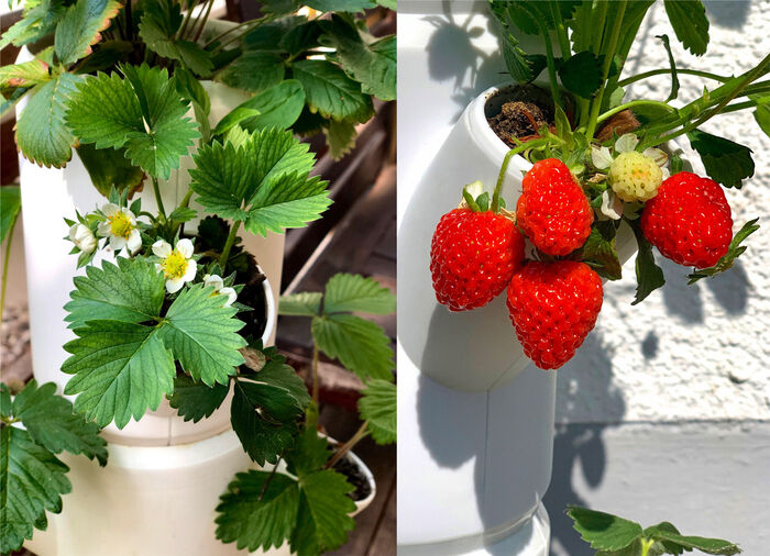 Pflanz-System Sissi Strawberry  