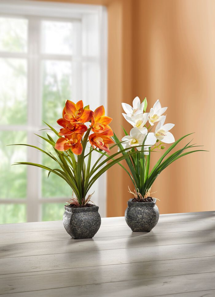 Cymbidium-Orchidee im Zementtopf CREME
