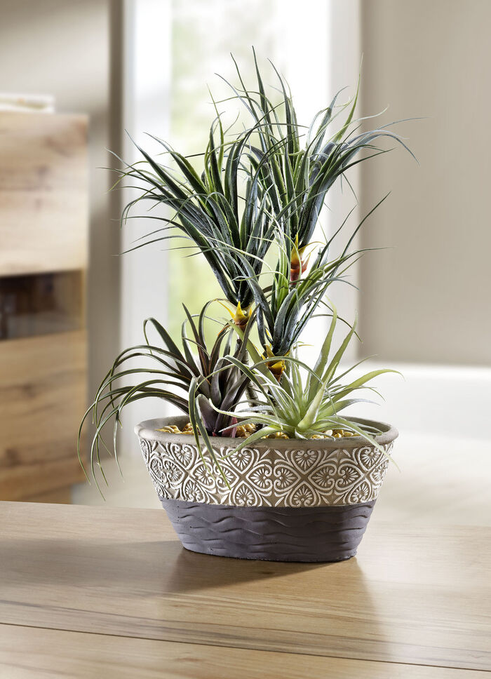 Dracena-B&auml;umchen mit Keramikschale 