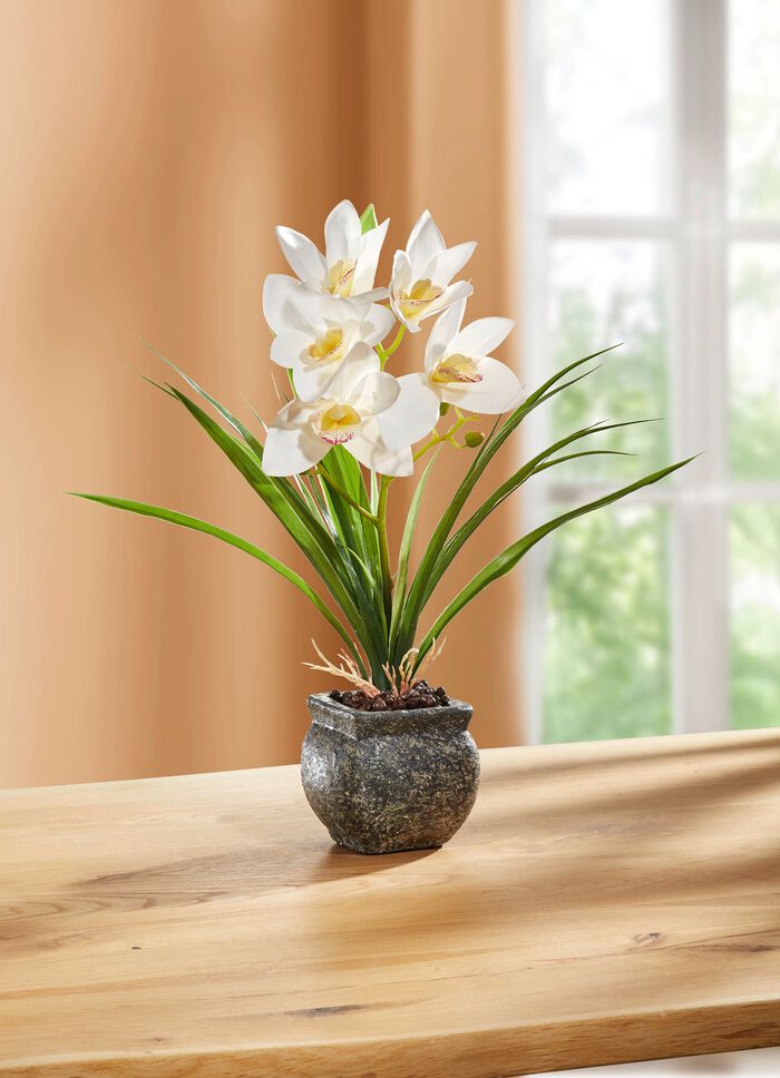 Cymbidium-Orchidee im Zementtopf 