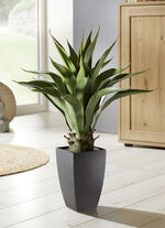 Agave im Kunststoff-Topf 