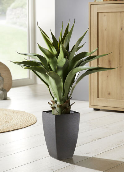Agave im Kunststoff-Topf 