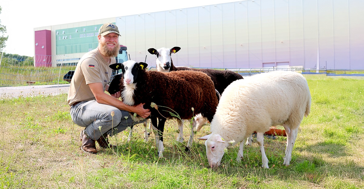 Schäfer mit seiner Schafherde